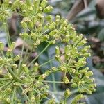 Bupleurum fruticosum Плод