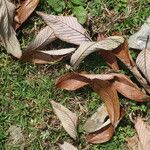 Quercus lamellosa Leaf