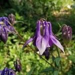 Aquilegia vulgaris Flower