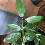 Cinnamomum verum Folha