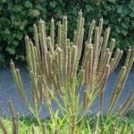 Verbena hastata Frucht