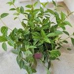 Peperomia quadrangularis Hoja
