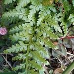 Asplenium adiantum-nigrum Blad