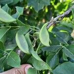 Pongamia pinnata Fruit