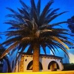 Phoenix canariensis Folha