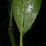 Ludovia integrifolia Leaf