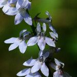 Lobelia spicata Blüte