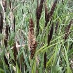 Carex acutiformis Õis