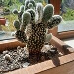 Opuntia microdasys Ліст