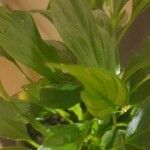 Spathiphyllum wallisii Leaf