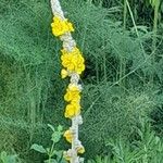 Verbascum pulverulentum പുഷ്പം