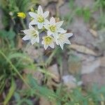 Nothoscordum gracile 花