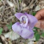 Vigna speciosa Flower