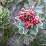 Cyathopsis albicans Fruit