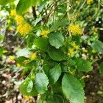 Azara serrata ফুল