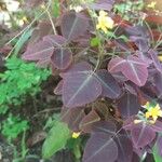 Oxalis hedysaroides Leaf