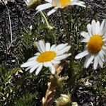 Anthemis cotula Blüte