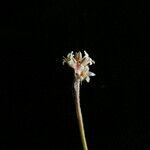 Aletris pauciflora