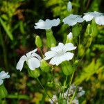 Vaccaria hispanica 形態