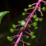 Phytolacca rivinoides Owoc