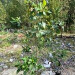Populus balsamifera Fiore