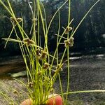 Cyperus subsquarrosus Plante entière