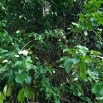 Mussaenda frondosa Leaf