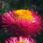 Xerochrysum bracteatumFlors