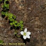 Arenaria balearica Hábito