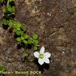 Arenaria balearica Habit