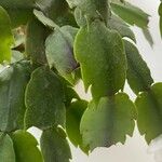 Schlumbergera truncata Leaf