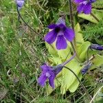 Pinguicula grandiflora Агульны выгляд