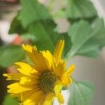 Heliopsis helianthoidesКветка