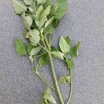 Chenopodium album Levél