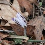 Crocus imperati Цвят