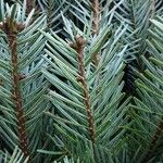 Abies nordmanniana Leaf