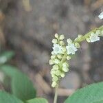 Varronia curassavica Flower