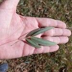 Senna splendida Leaf