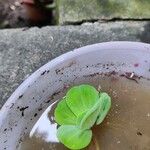 Pistia stratiotes Leaf