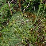 Carex unciniiformis موطن