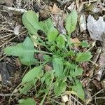 Rumex acetosella Leaf