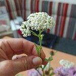 Achillea nobilis花