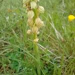 Orchis anthropophora 形態