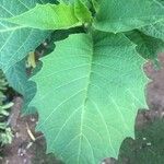 Brugmansia suaveolens Leaf