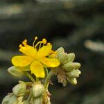 Helianthemum squamatum Flor