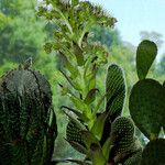 Sempervivum montanum Hábito