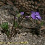 Viola pinnata Habit