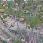 Diospyros mespiliformis 果実