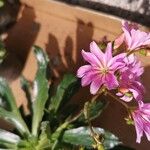 Lewisia longipetala ᱵᱟᱦᱟ