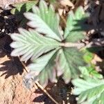 Potentilla canadensis Hoja